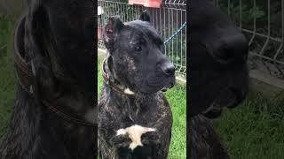 Presa Canario - Prada