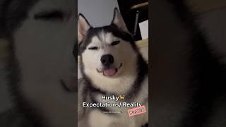 Husky Expectations / Reality Normal dogs vs Huskies | Huskies are pro at saying NO #husky #shorts