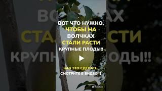 #обрезкасада #сад #садоводство #обрезкадеревьев #обрезканаурожай #обрезкаяблони #обрезкагруши #сад