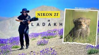 Wildlife photography with the new Nikon ZF Camera in the High Altitudes of Ladakh