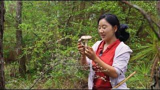 Yunnan Mushrooms |Delicacies in the mountains. Mushrooms're gift from nature and hope from the land.