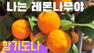 #레몬나무 #키우기 꽃도 예뿌고 레몬도 달리고 향기는 덤