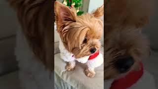 yorkie vs santa yorkie  #yorkie #shorts #christmas