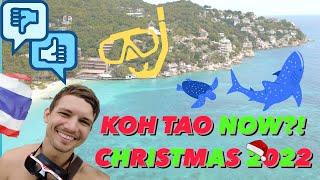 [4K ] Koh Samui Day Trip To Koh Tao 2023! Thailand's Best Paradise? Scuba Diving For New Years