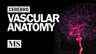 Cerebral Vascular Anatomy And Imaging