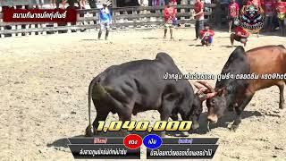 สนามชนโคทุ่งโพธิ์คลิปย้อนหลังคู่ที่ 5  วันที่13/11/67