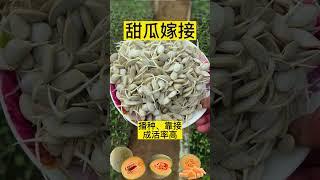 零基礎也能學會的果樹嫁接指南！ 快速成為專家A guide to grafting fruit trees that can be learned even with zero knowledge!