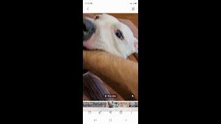 Revan the pitbull playing