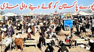 Today Malumor Cow Mandi Video | Australian Friesian Cholistani Cow || Mandi Star