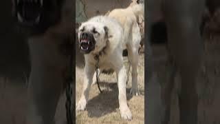 Most Aggressive Turkish Kangal dog transformation  #shorts #jaishreeram  (2m)+