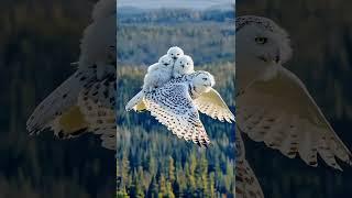 Mother snowy owl in flight with her babies