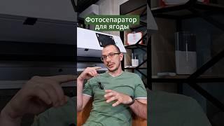 Сортируете ягоду руками? #сельскоехозяйство #ягода #фермерство #ферма #фотосепаратор #облепиха
