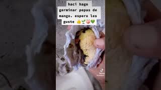 como germinar la pepa de mango