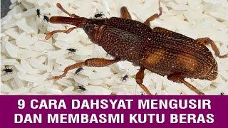 9 CARA DAHSYAT MENGUSIR DAN MEMBASMI KUTU BERAS