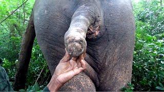 Trouble making Elephant translocated to a safer reserved forest to save his life from haters