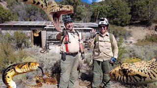 Nevada's Legendary Bullsnake Camp... With REAL Bullsnakes!