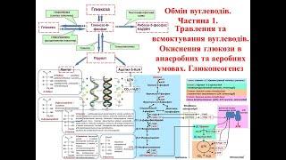 Крок 1 Біохімія. Обмін вуглеводів: травлення, анаеробне та аеробне окиснення, глюконеогенез