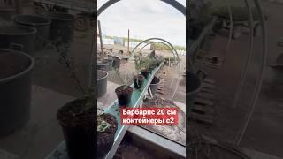 40 000 кустов в сутки - наша норма посадки