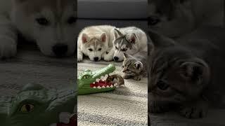 Hamster: ‘I got this, guys!’ 