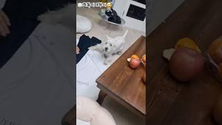 할머니한테 대드는 희복이 #westie #화이트테리어 #puppy #할머니