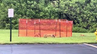 Baby Foxes playing