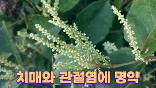 아름다운 산야초 10종