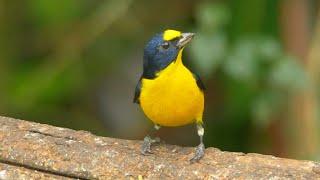 Yellow-throated Euphonia and its Call