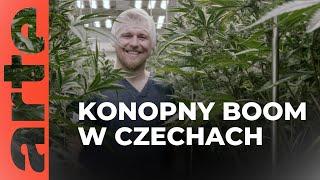 Czechy: konopny boom | ARTE.tv Dokumenty [LEKTOR PL]