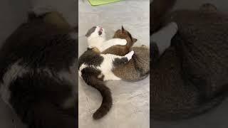 Seneng lihat kucing begini #catlover #pecintakucinglucu #funny