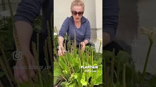 HEALING PLANTS - Plantain