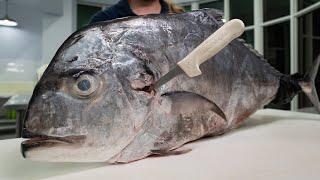 The Reason it’s Hard To Fillet African Pompano