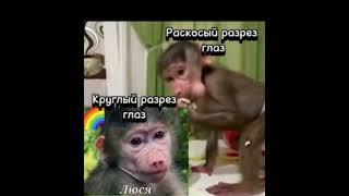 Тайган Шок!Тайгановская афера, подмена Люси#тайган #паркльвовтайган#парктайган #гамадриллюся#люська