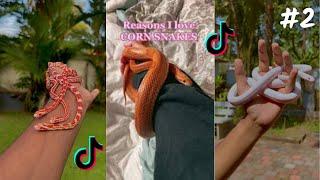 Corn Snake TikTok & İnstagram Compilation  2023 4K
