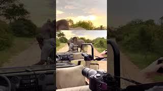 Elephant attacks - by Niël Van Der Walt (yt) #animal #wildlife #elephant