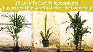 15 Easy Care Houseplants: Favorites In It For The Long Haul / Joy Us Garden