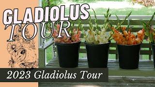 FULL TOUR: 2023 GLADIOLUS BEDS // BACKYARD FLOWER FARM