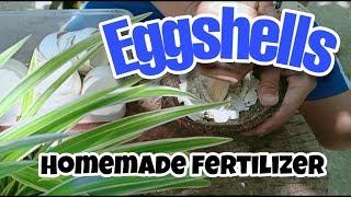 ORGANIC FERTILIZER | Eggshells | Suncheese