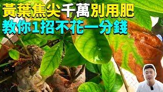 植物黃葉焦尖什麼問題？十年花店老板教你給花看病，不花一分钱就能轻松救活|禪藝綠植工作室