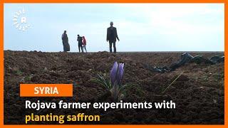 Rojava farmer experiments with planting saffron