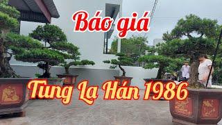 Báo giá lô Tùng La Hán 1986 - Chỉ còn 6 cây các bác ơi / Nhà vườn Phong Sơn 0918484837