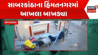 Sabarkantha Stray Cattle News : સાબરકાંઠાના હિંમતનગરમાં આખલા બાખડ્યા | Gujarati Samachar | News18