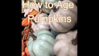 How to Age Decor Pumpkins Short