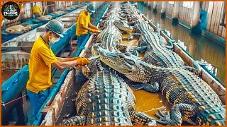 How Farmers Transport And Process Millions Of Crocodiles - Crocodile Farm | Processing Factory