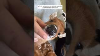 A family rescued a small deer that had fallen into a drain and gave it love