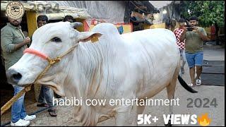 Biggest cow of 2024 walking‍|| from garib nawaz dairy farm  || #cow #video #viral