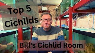 Top 5 Cichlids in Bill's Cichlid Room  December 2022