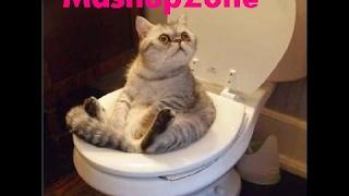 TubeSpaghetti - Funny Cats Compilation 2016 - Best Funny Cat Videos Ever || Funny Vines