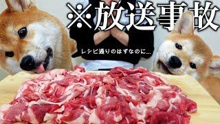 【邪魔されクッキング】初めて愛犬に●●を作ってみたら..大惨事になった料理ルーティン【犬のASMR/咀嚼音】