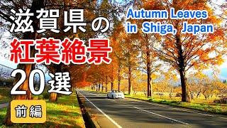 Best 20 autumn leaves in Shiga, Japan Part1 / Metasequoia trees, Hikone Castle, Lake Biwa, etc.