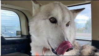 Bringing 2 Wolfdogs inside on a Very Windy Day